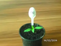 C12 Golden Cayenne.webp