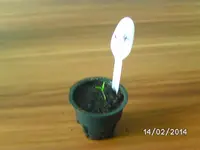C14 Joes Long Cayenne.webp