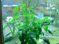 Cashmiri Mirch.webp
