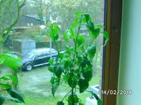 Leutschauer Paprika.webp