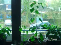 Peruianische Spargelchili.webp
