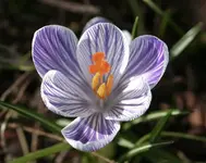 krokus.webp