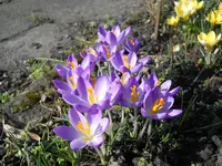 DSCN0661.webp