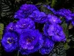 blaue_primel.webp