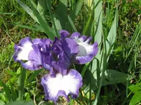 cee jay_1024x768.webp