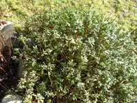 SAM_2999.webp