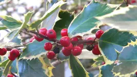 DSCN3830.webp
