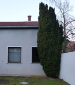 Thuja_96a.webp