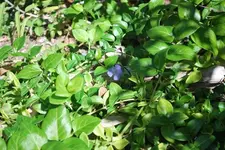 Vinca major und minor.webp