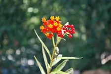 Unbekannter Steckling.webp