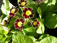 DSCN6639.webp