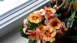 20140222_142250.webp