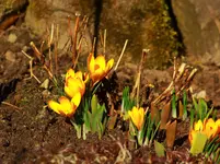 gelber Krokus_3500.webp