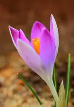 lila Krokus_2500.webp