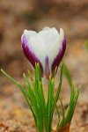 Lila_weiss Krokus_1200.jpg