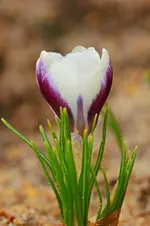Lila_weiss Krokus_1200.webp