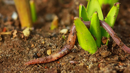 earthworm2_1000.webp