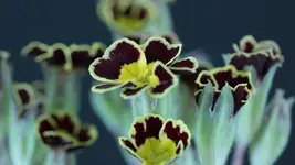 Schluesselblume.webp