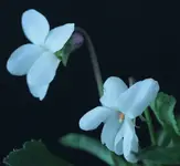 Veilchen weiss.webp