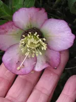 019_576x768.webp