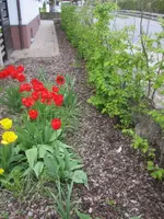 2011-05-02 VorgartenI.webp