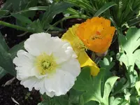 Islandmohn.webp