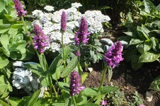 2013_0709Sommer0004.webp