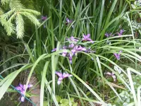 Lilien 8.6.2013.webp