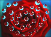 45.webp