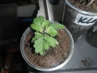 DSCF7600.webp