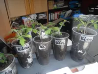 DSCF7601.webp