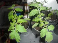 DSCF7602.webp