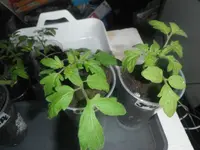 DSCF7603.webp