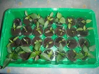 DSCF7588.webp