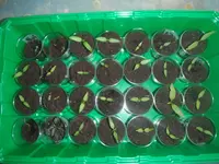 DSCF7590.webp