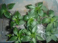 DSCF7591.webp