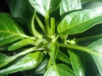 DSCF7594.webp