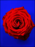 rose.webp