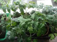 DSCF7597.webp