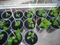 DSCF7604.webp