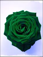 test.webp
