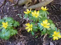 Winterlinge 23.2.2014.webp