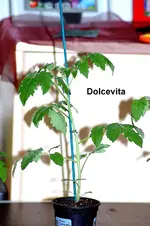 Dolcevita 4.webp