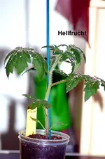 Hellfrucht 3.webp