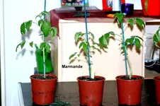Marmande 1.webp