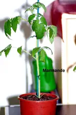 Marmande 4.webp