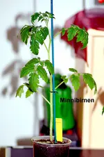 Minni Birnen 4.webp