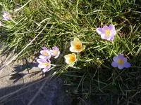 Bunte Krokusse 23.2.2014.webp