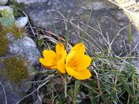 2 gelbe Krokusse 23.2.2014.webp