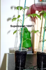 S-S100F1 6.webp